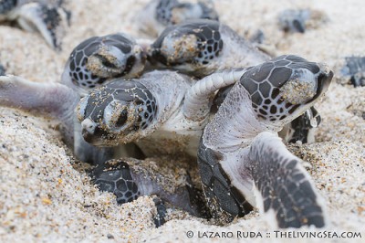 Sea Turtle hatchlings