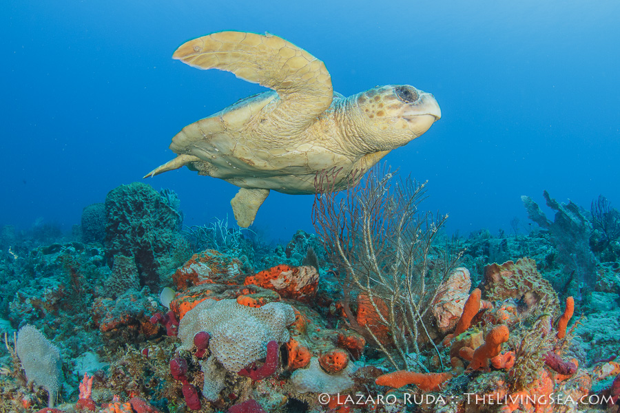 Loggerhead sea turtle