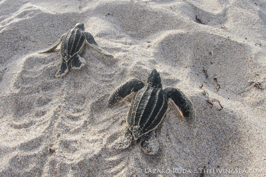 Leatherback sea turtle hatchlings on the beach