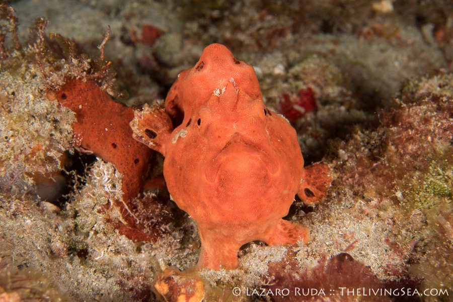 Longlure frog fish at night in West Palm Beach, FL.