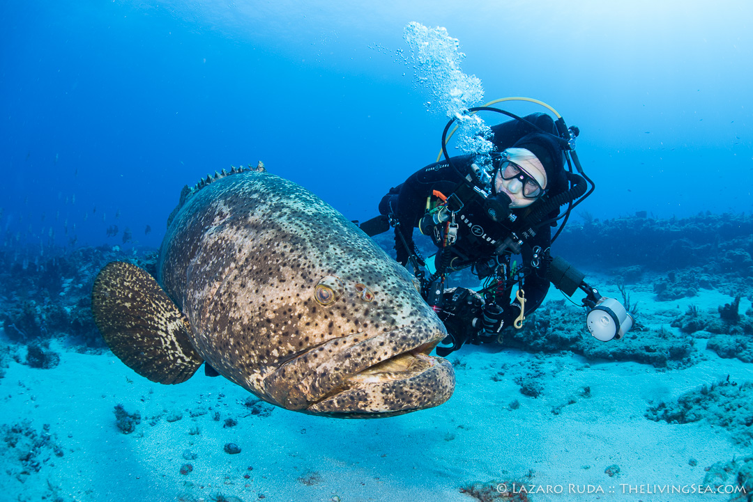 Jayne Martin and goliath grouper