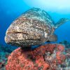Close-up of goliath grouper