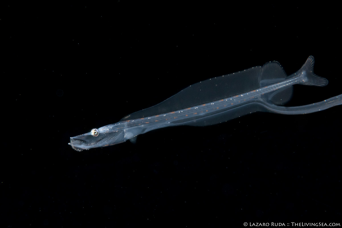 Blackwater dragonfish
