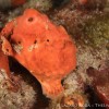 Longlure frog fish during a night dive