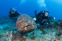 Goliath grouper and divers