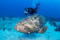 David Ochs and grouper