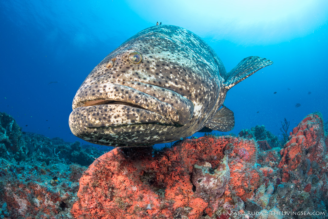 Close-up of goliath grouper