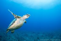 hawksbill sea turtle swimming