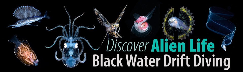 Black Water Drift Diving